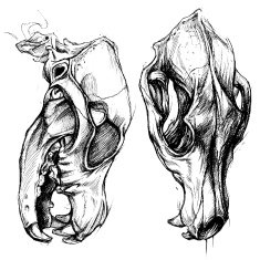 Dog Skull N2