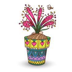 Drosera N2