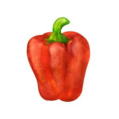 Watercolor vegetable bell pepper closeup isolated