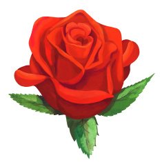Watercolor red rose flower with leaves N2