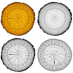 Set tree rings saw cut trunk background