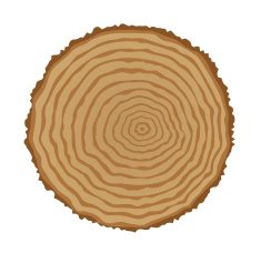 Cross section of tree stump N5