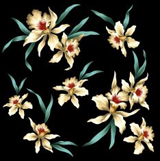 picture of Cattleya N2