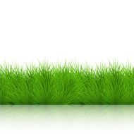 Vector grass on white background eps10