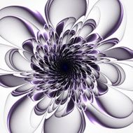 Beautiful purple flower on white background N2