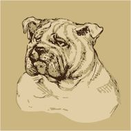 Bulldog head - hand drawn illustration sketch in vintage style