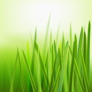 beautiful green grass