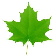 Green Maple Leaf N6