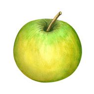 Watercolor apple isolated on white background N2