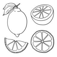 Isolated lemons Graphic stylized drawing N2