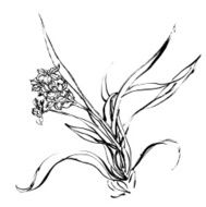 narcissus N5