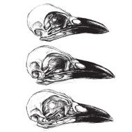 Crow Skulls