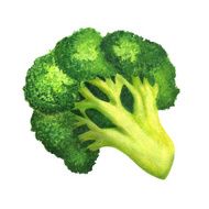 Watercolor hand drawn broccoli isolated on a white background