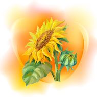 sunflower background N6