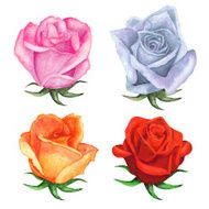 Watercolor roses flowers