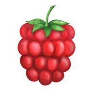 Watercolor berry raspberry isolated on a white background