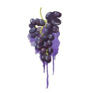Grapes in a watercolor style with purple splashes
