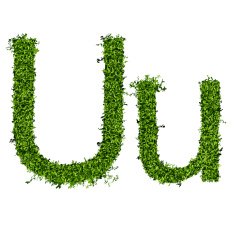 Isolated grass alphabet N17