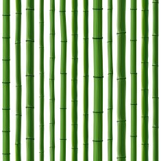 Seamless background of green bamboo forest