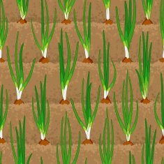 onion sprout vegetable patches in row seamless