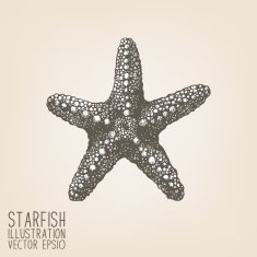 Vector sketch with hand drawn sea star