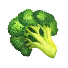 Watercolor hand drawn broccoli isolated on a white background