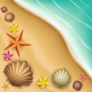Shells and starfishes on sand beach