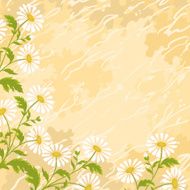 Background chamomile flowers