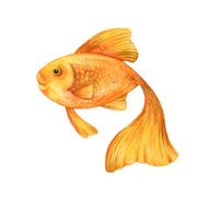 Watercolor goldfish