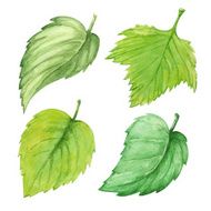 Watercolor set green leafs