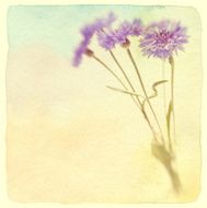 Blue cornflower Soft focus Made with lens-baby and macro-lens