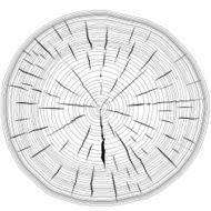 Tree rings saw cut tree trunk background N8