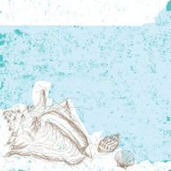 conch shell background