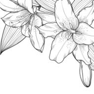 graphic black and white lilies