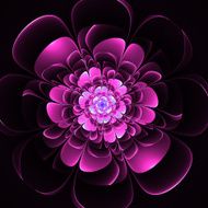 Beautiful purple flower on black background Computer generated