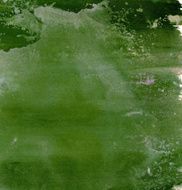 Abstract Watercolor nature painting N1229