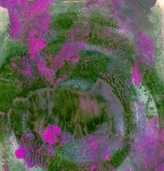 Abstract Watercolor nature painting N1233