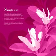 Red magnolia flowers N2