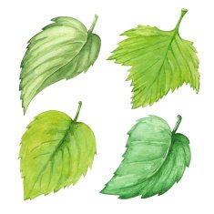Watercolor set green leafs