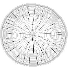 Tree rings saw cut tree trunk background N8