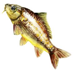 carp fish watercolor painting