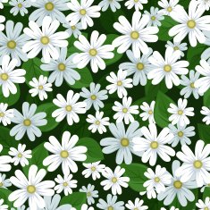 Seamless background with stellaria flowers Vector illustration