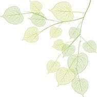 Green branch N6