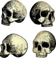 Human Skulls N4