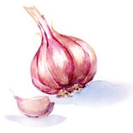 garlic watercolor painting on white background N2