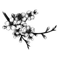 hand drawn blooming fruit tree twig illustration N5