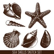 hand drawn sea shell sketch collection N2