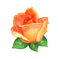 Watercolor coral rose flower with green leaves N2
