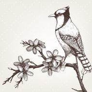 Vintage bird sketch
