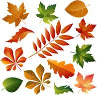 Collection colorful autumn leaves